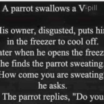 Parrot’s Hilarious Trouble with a “Special” Tablet!